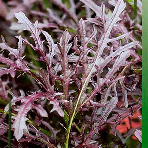 Спасаем капусту | Seedspost.ru