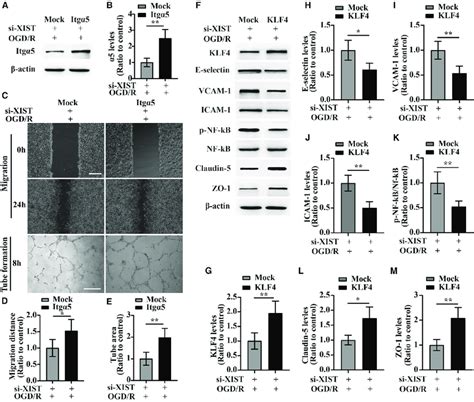 Overexpression Of Itga5 Or Klf4 Reverses The Effect Of Lncrna Xist On