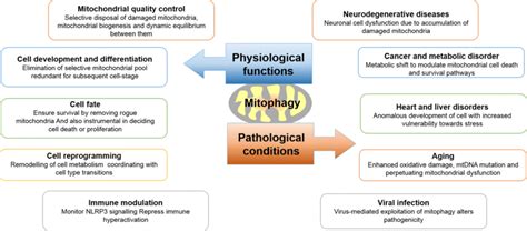 Physiological And Pathological Role Of Mitophagy Mitophagy Plays An