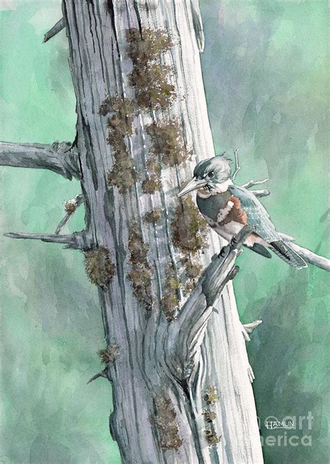 Belted Kingfisher Painting By Steve Hamlin Fine Art America