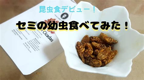 セミの幼虫食べてみた I tried eating cicada larvae YouTube