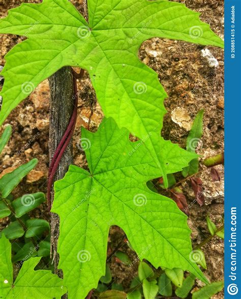 Plantas De Hojas Que Crecen Y Se Desarrollan En El Este De Indonesia