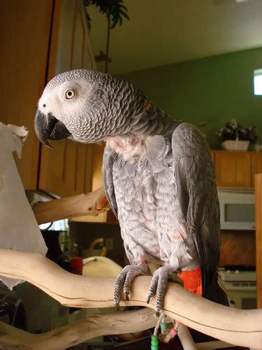 African Grey Losing Feathers On Chest Trentdrott