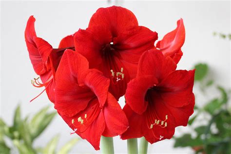 Start der Amaryllis Saison richtige Pflege von November bis zur Blüte