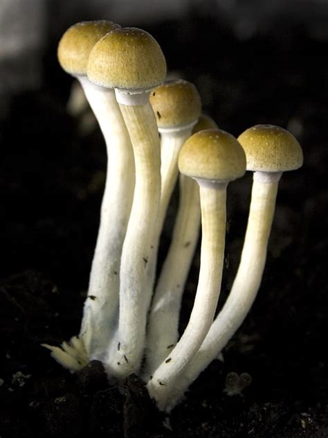 Oakland California Decriminalizes Magic Mushrooms And Peyote