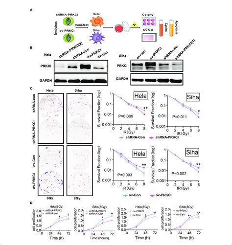 Influence Of PRKCI Suppression And Overexpression On Radiosensitivity