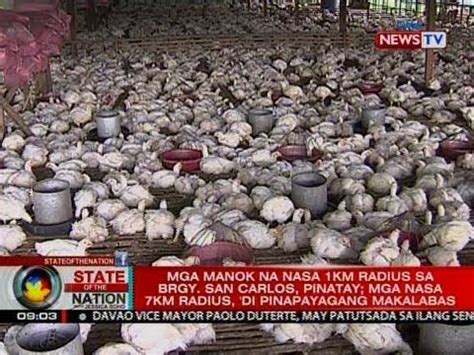 Sona Libu Libong Manok Pinatay Kasunod Ng Idineklarang Bird Flu