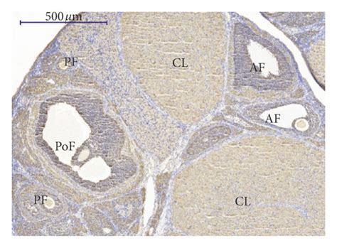 Immunolocalization And Expression Of The Androgen Receptor And