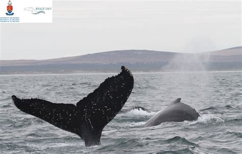 South African Humpback whale super-group research campaign 2023 ...