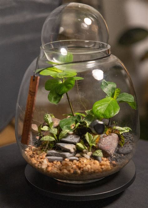 DIY Terrarium Kit — Photosynthesis