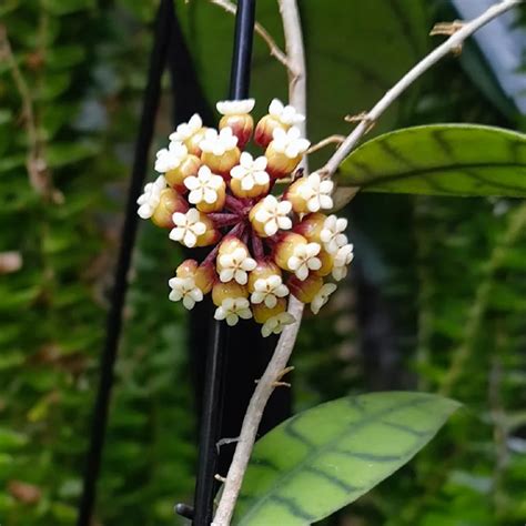 Plant FAQs: Hoya Kalimantan