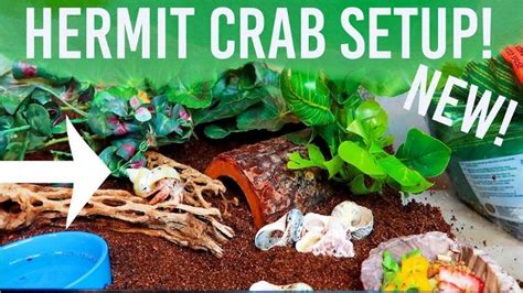 17 DIY Hermit Crab Tank Ideas: Learn How To Make