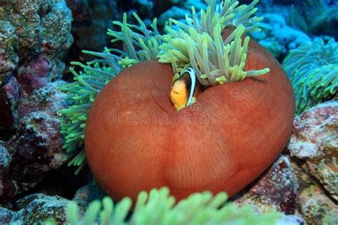 Clownfische In Den Anemonen Stockfoto Bild Von Meer Clown