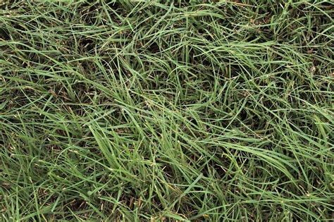 Legacy® Buffalograss Sod Green Valley Turf Residential