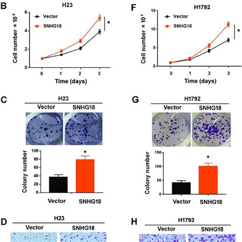 Overexpression Of Snhg Promotes Nsclc Cell Proliferation And Invasion