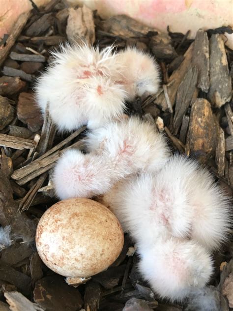 Pin By Raptor Hill Falconry On American Kestrel Nest Box Study