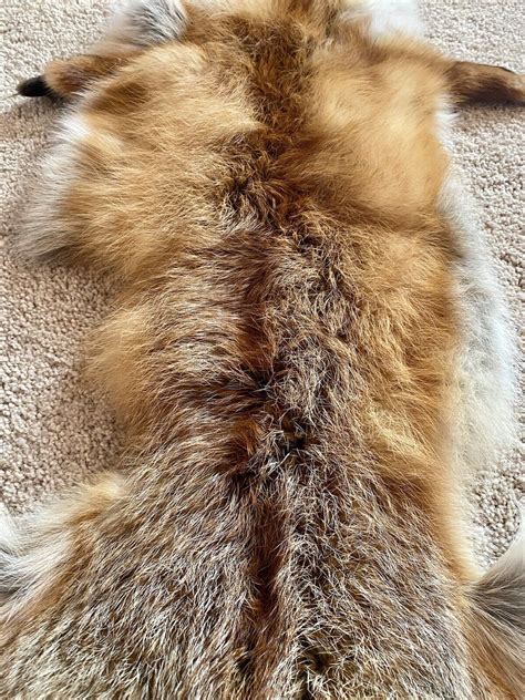 Tanned European Red Fox Pelt 10 Ebay