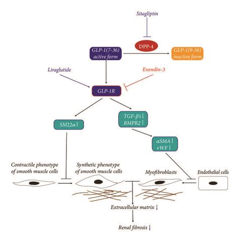 Dipeptidyl Peptidase 4 Dpp 4 Inhibition With Sitagliptin Decreases