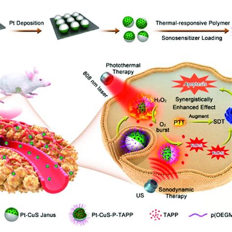 Schematic Illustration Of The Main Synthesis Procedures And Antitumor