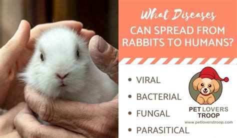 Understanding Gastric Stasis In Rabbits How To Treat A Sick Rabbit At