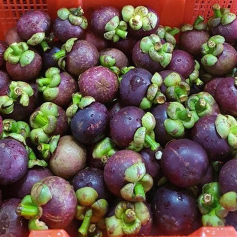 Jual Buah Manggis 1kg Shopee Indonesia