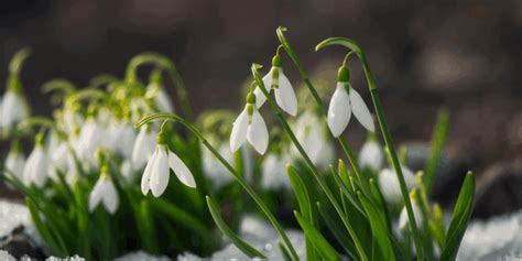 The Ultimate Guide To Imbolc Altar Decor Eclectic Witchcraft