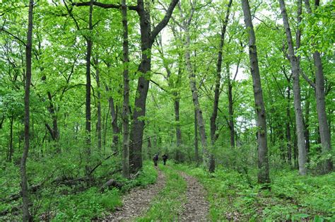 Michigan Audubon Acquires 80 Acres of Migratory Bird Habitat - Michigan ...