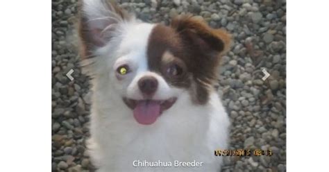 17 Best Chihuahua Breeders In Ohio Read This First