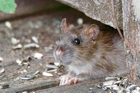 Types of Rodents and How to Identify Them | The Door Step
