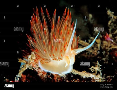 Orange sea slug godiva banyulensis hi-res stock photography and images - Alamy