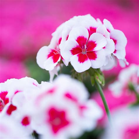 Pelargoni PAC® Two-in-one White Splash Pikkutaimi - Pukinmäen puutarha