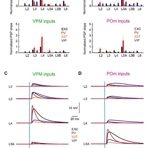 Summary Of Layer Specific Inputs From Vpm And Pom To Distinct