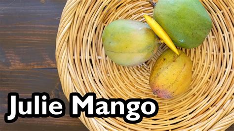 Truly Tropical Mango Varieties ‘julie’ Youtube