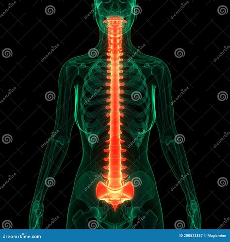 Spinal Cord Vertebral Column Of Human Skeleton System Anatomy Stock