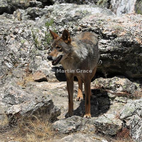 Martin Grace Photography Iberian Wolf Lobo Ib Rico Canis Lupus