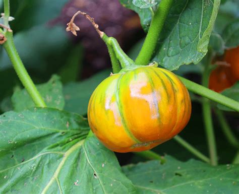 Eggplant Orange Turkish Seeds Heirloom Seeds Canada