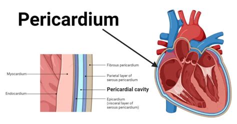 Pericardium: Definition, Structure, Functions, Diseases