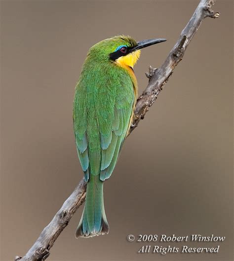 Birds Of East Africa Largest And Most Popular Gallery On The Website