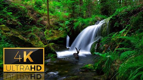 Soothing Rainforest 8 Hours Nature Sounds Relaxation Waterfall