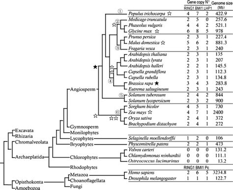 Schematic Illustration Of The Simplified Phylogenetic Tree Mainly