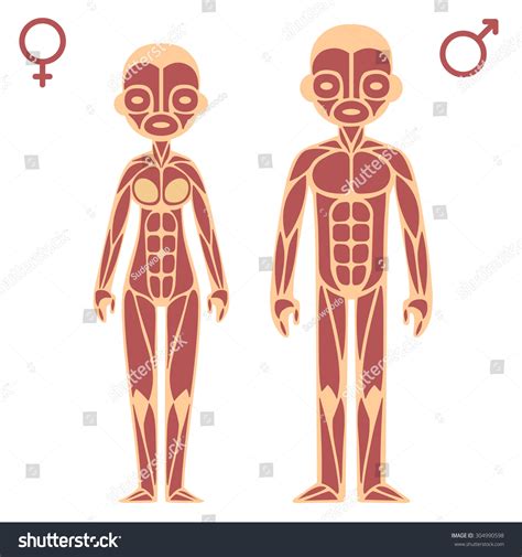 Stylized Cartoon Male Female Muscle Charts Stock Vector Royalty Free