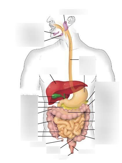 Final Lab Practical Digestive System Anatomy Diagram Quizlet