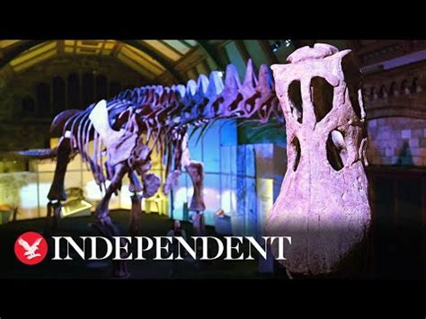 Europe's first titanosaur skeleton goes on show at London's Natural ...