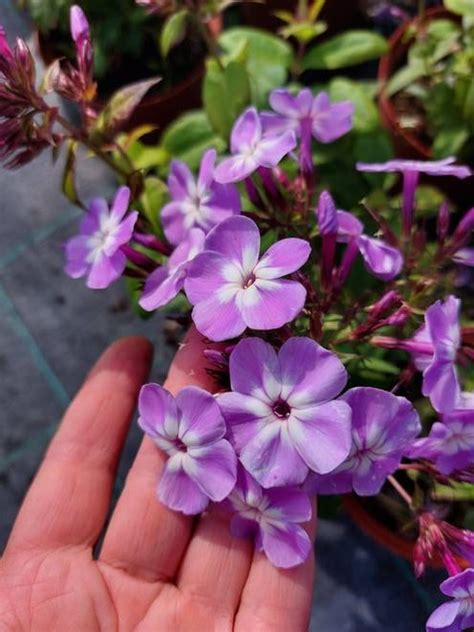 Floks Wiechowaty Phlox paniculata Rośliny Ozdobne Car