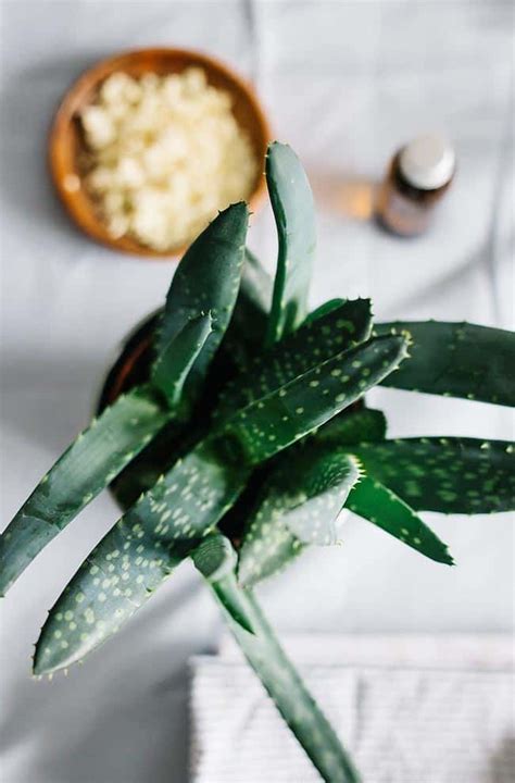 8 Ways To Use Aloe Vera for Shiny, Healthy Hair | Hello Glow