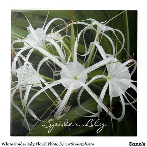 Botanical Decorative Ceramic Tiles Zazzle Botanical Wall Art Metal