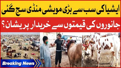 Karachi S Biggest Cattle Market Sohrab Goth Mandi Maweshi Mandi