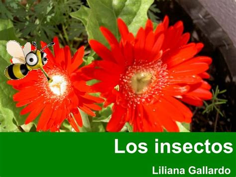 Los Insectos