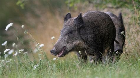 Chasse Des Sangliers Au Printemps LASPAS Attaque LEtat ASPAS