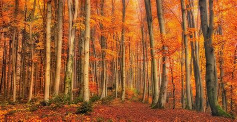 Tranquil Scene Plant Scenics Nature Orange Environment Tree